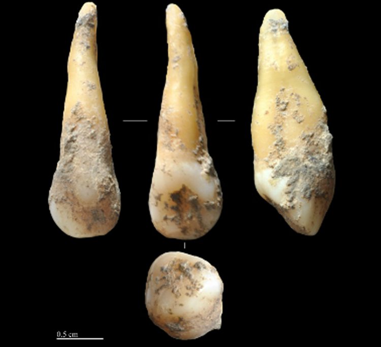 Cova Bonica cave analyzed teeth