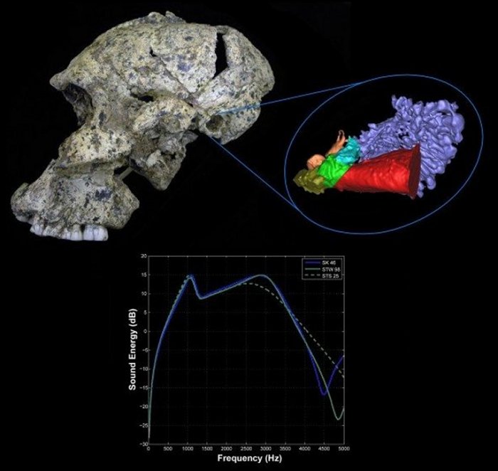 Lateral view of the Paranthropus robustus skull SK 46 from the site of Swartkrans, South Africa showing the 3D virtual reconstruction of the ear and the hearing results for the early hominins. Credit: Rolf Quam
