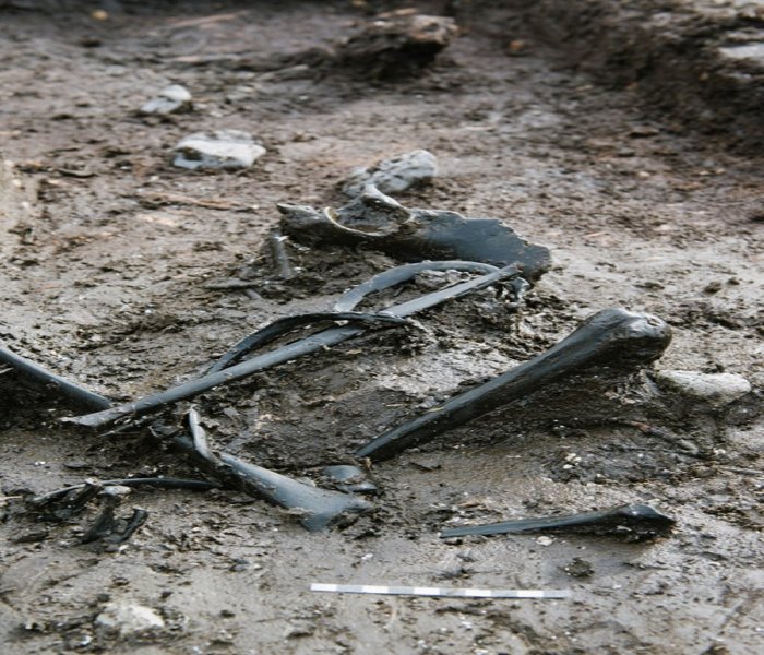 A well-preserved human skeleton was also found in the bog (photo: Moesgaard Museum)