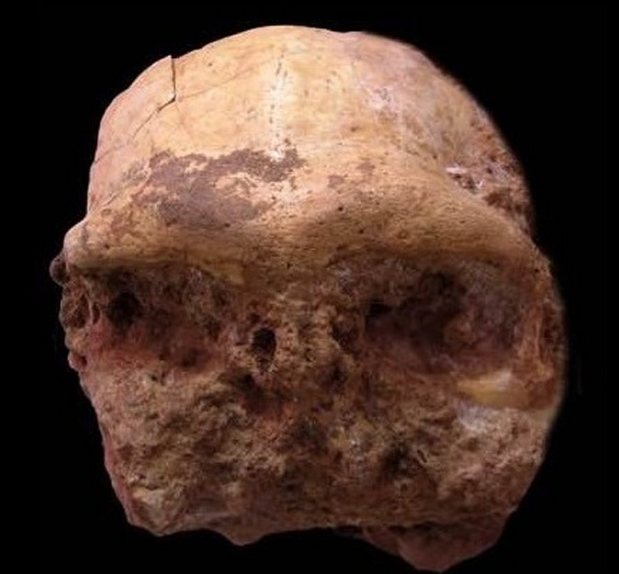 The fossilized skull of Homo erectus discovered at the site of the grotto of Hualong, in the district of Dongzhi, in the Chinese province of Anhui [Credit: Xinhua]