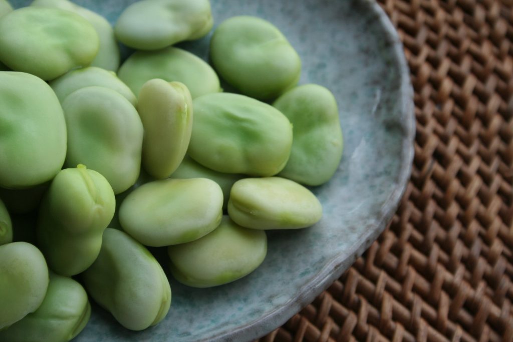 The large number of fava beans unearthed at the site of Ahihud, where seeds of a uniform size were found husked and placed in storage pits, suggests that they were the preferred crop as many as 10,000 years ago.