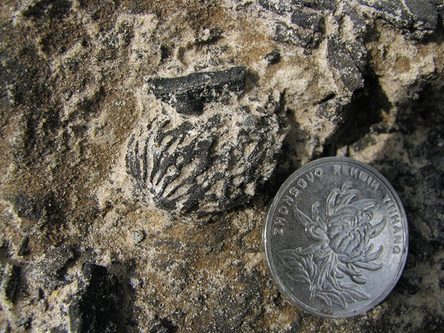 Fossilized peach pits discovered in China dating back more than 2.5 million years are identical to pits found in modern varieties of the fruit. The discovery indicates peaches evolved through natural selection, long before humans arrived and domesticated the fruit.Image: Tao Su / Xishuangbanna Tropical Garden