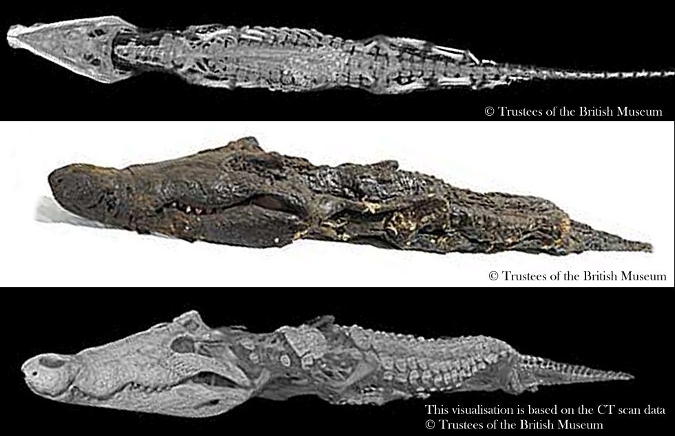 Sobek: A 2,500-Year-Old Mummified Nile Crocodile – On Display At The British Museum