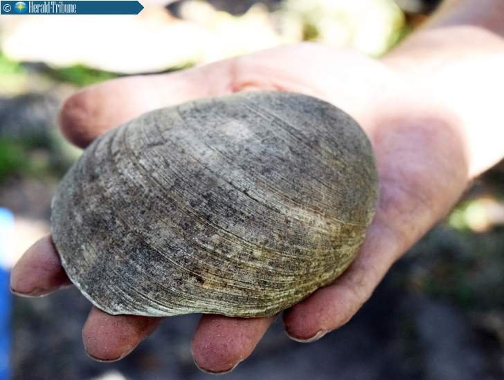 A shell that archaeologists say could be a quahog anvil chopper, according to Sarasota County Archaeologist Steve Koski. STAFF PHOTO / CARLOS R. MUNOZ