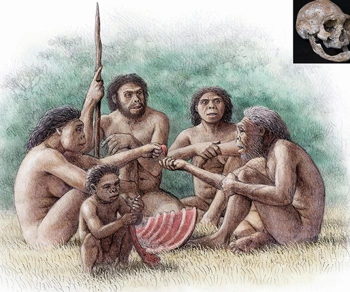 Two social species at Dmanisi. (a) altruistic behaviour of a group of Homo erectus sharing food with an individual who lived several years without teeth (as evidenced by edentulous skull D3444 and associated mandible D3900). This severe masticatory impairment would limit the diet of the individual to foodstuffs that did not require heavy chewing (e.g., soft plants, animal brain and marrow) or that were orally processed before by others.