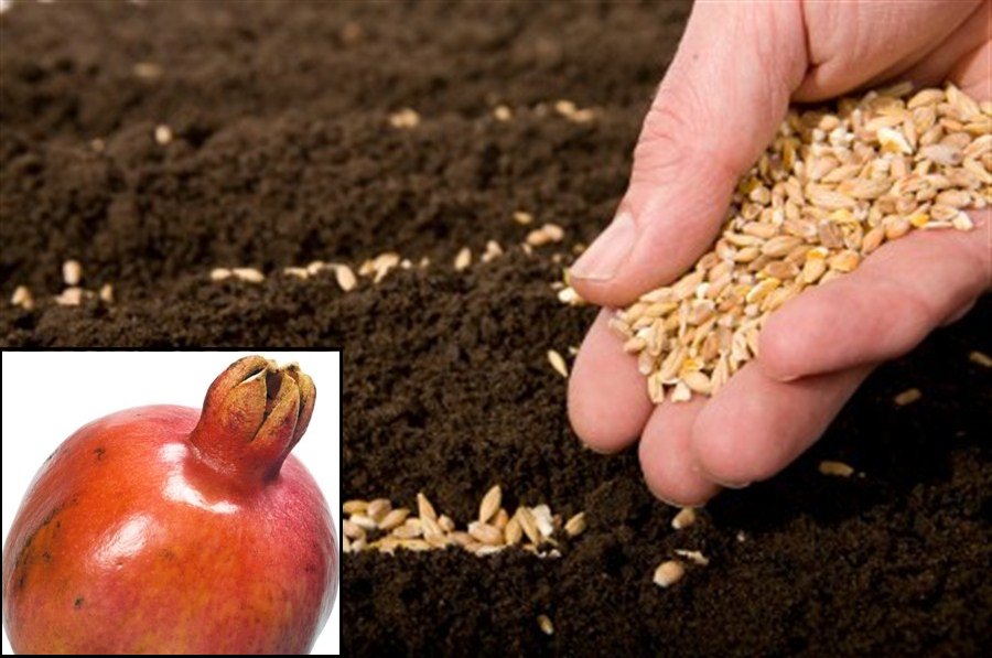 Pomegranate-Liked Seeds Found In Ancient Tomb Dated To Han Dynasty