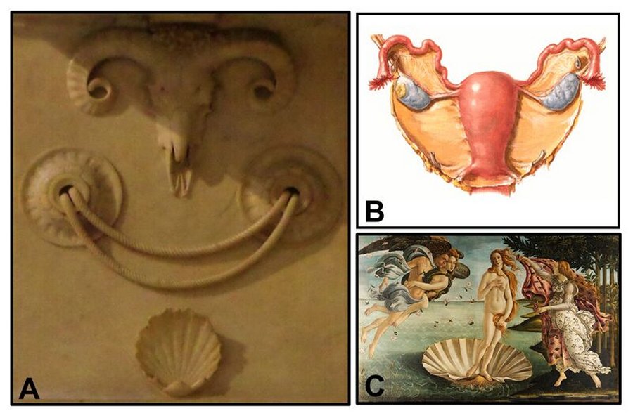 Michelangelo Inserted Hidden Pagan Symbols Associated With Female Anatomy In His Works Of Art