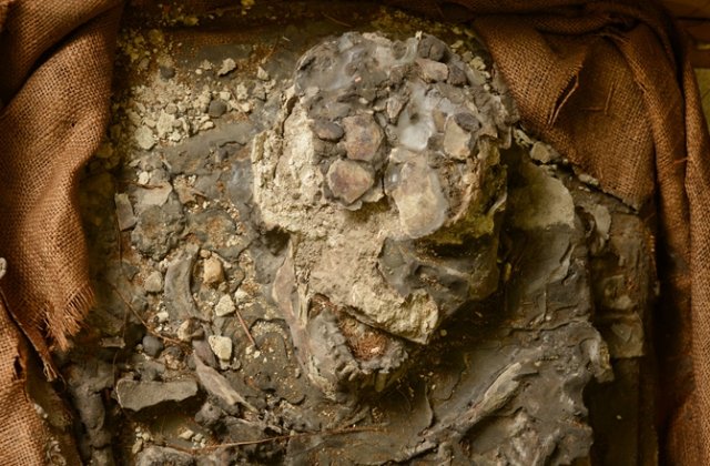 Close-up of the "Noah "skull. The teeth are well preserved.