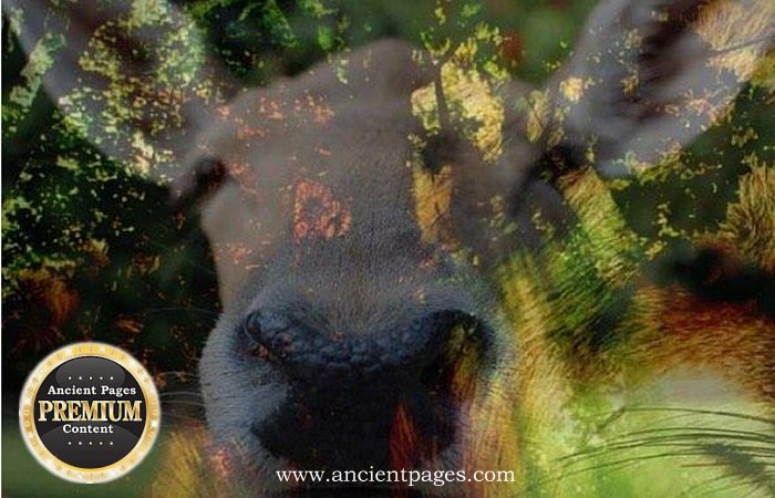 The Legend Of Little Deer—Interesting Cherokee Tale Of How Disease And Medicine Began, And Why The Native Americans Respect All Life
