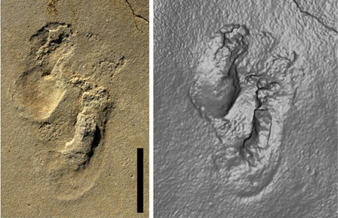Controversial Discovery Of 5.7- Million-Year-Old Footprints On Crete Could Re-Write History Of Human Evolution