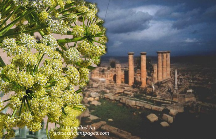 Silphium - Remarkable Ancient Herb That Mysteriously Vanished