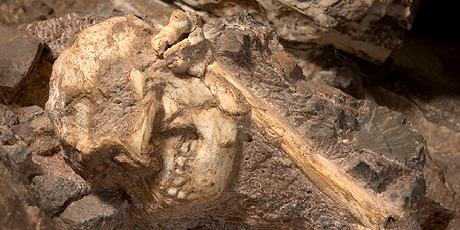 The fossil was given the nickname of “Little Foot” . Image credi: University of the Witwatersrand