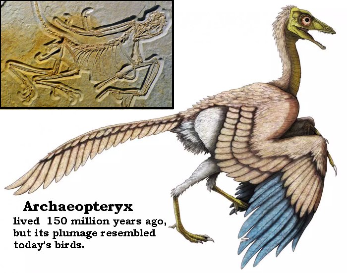 Archaeopteryx bird