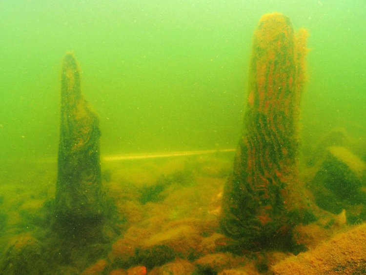 Pillars believed to be a part of an Edo Period structure in the bed of Lake Biwako (Provided by Biwako Suichu Kokogaku Kenkyukai)