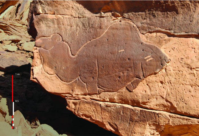 Huge Ancient Animal Sculptures Made By Unknown Carvers At Camel Site In Saudi Arabia Puzzle Archaeologists