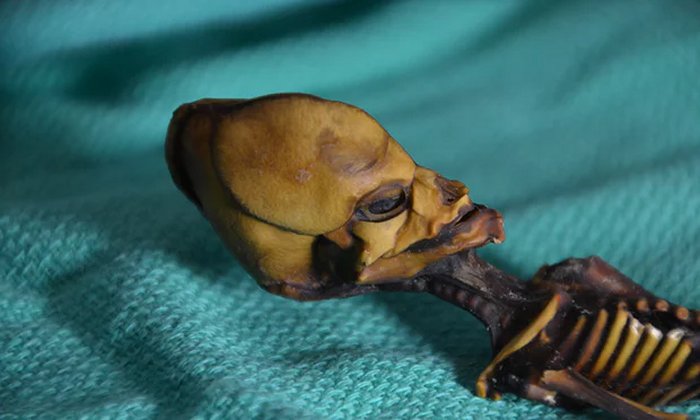 Controversial Atacama Skeleton Is Not An Alien - DNA Study Reveals