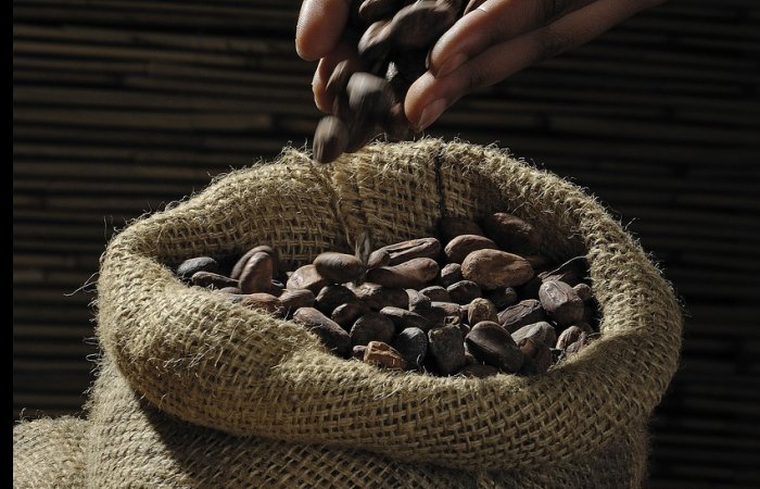 Cacao Originated 1,500 Years Earlier Than Previously Thought And Comes From South America