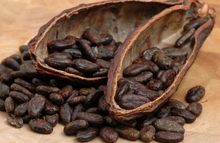 Theobroma cacao is one of the oldest species in the genus Theobroma, having evolved around 10 million years ago. At the time, the Andes were not yet fully elevated, which explains why cacao trees today occur on both sides of the Andes. Credits: tacethno