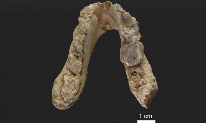 The lower jaw of the 7.175 million year old Graecopithecus freybergi (El Graeco) from Pyrgos Vassilissis, Greece (today in metropolitan Athens). Credit: Wolfgang Gerber, University of Tübingen