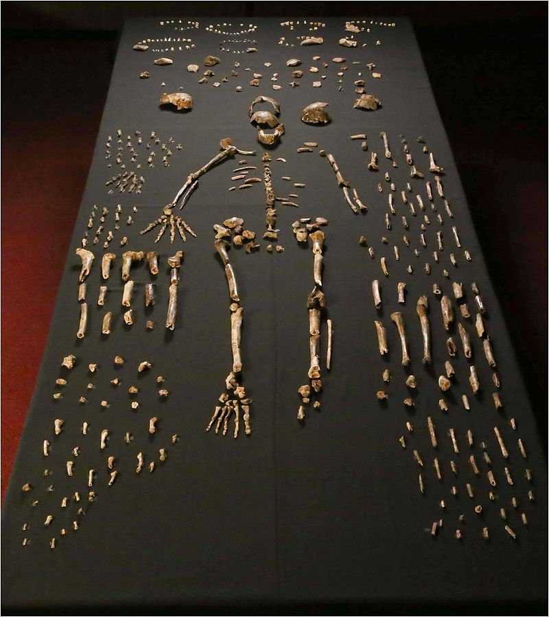 Dinaledi skeletal specimens.