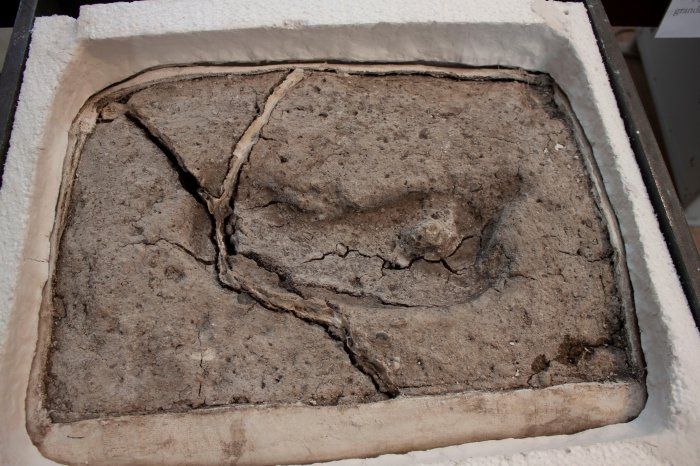 Discovery Of Oldest Human Footprint In The Americas Can Re-Write History