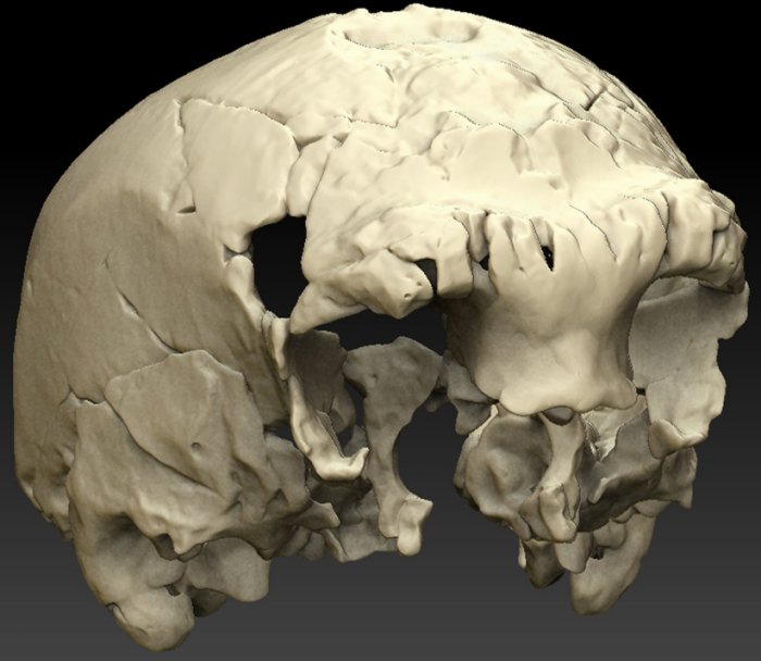 A virtual reconstruction of the Aroeira 3 cranium in paleoanthropology research center in Madrid, Spain. Credit: Rolf Quam