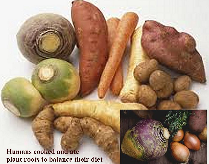 Cooking, roasting and eating plant roots