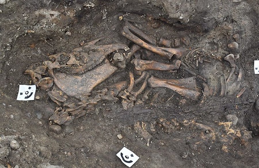 The skeleton of a horse found in one of the graves. Photo: Arkeologerna Statens historiska museer