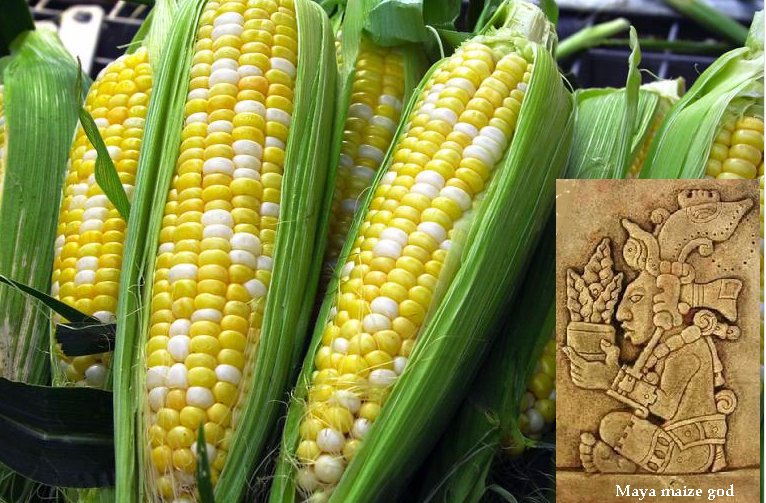 Maize-based diet of Maya