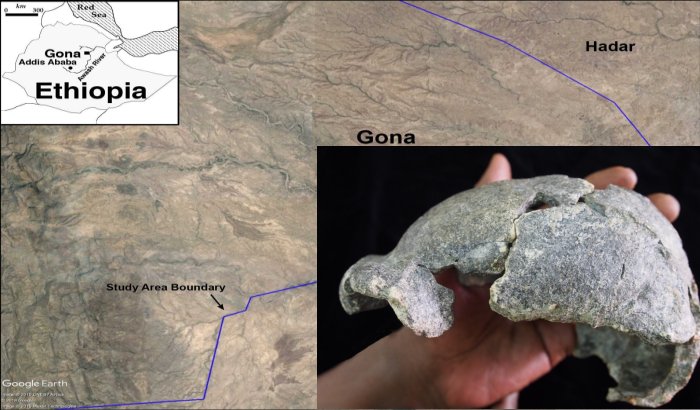 The DAN5 cranium. Image cedit: Dr. Michael J. Rogers, Southern Connecticut State University