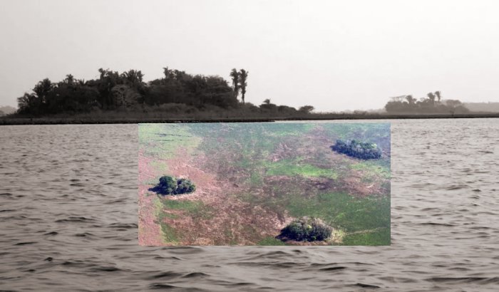 Forest island Isla Manechi where ancient evidence of squash and cassava cultivation was discovered. Image credit: Umberto Lombardo