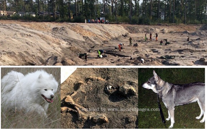 Unique 8,400-Year-Old Burial Of A Dog Different From Modern Dogs Discovered In Sweden