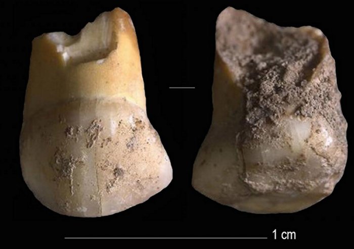 Neanderthal milk tooth found in Italy
