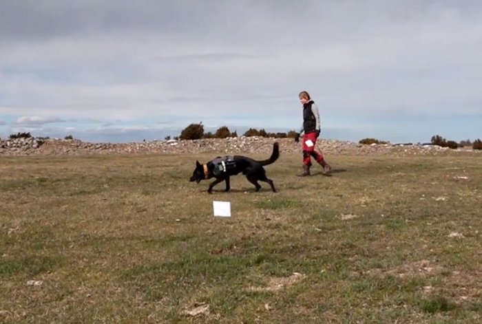Fabel: World’s First Archaeology Dog Helps To Unravel The Mystery Of Sandby Borg