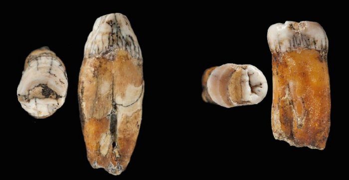 Evidence Of A Hybrid Population Of Neanderthals And Modern Humans Discovered At La Cotte De St Brelade