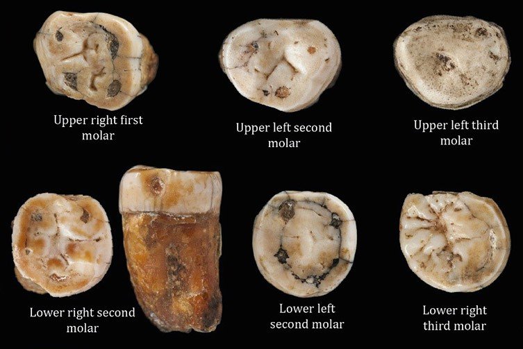 Evidence Of A Hybrid Population Of Neanderthals And Modern Humans Discovered At La Cotte De St Brelade