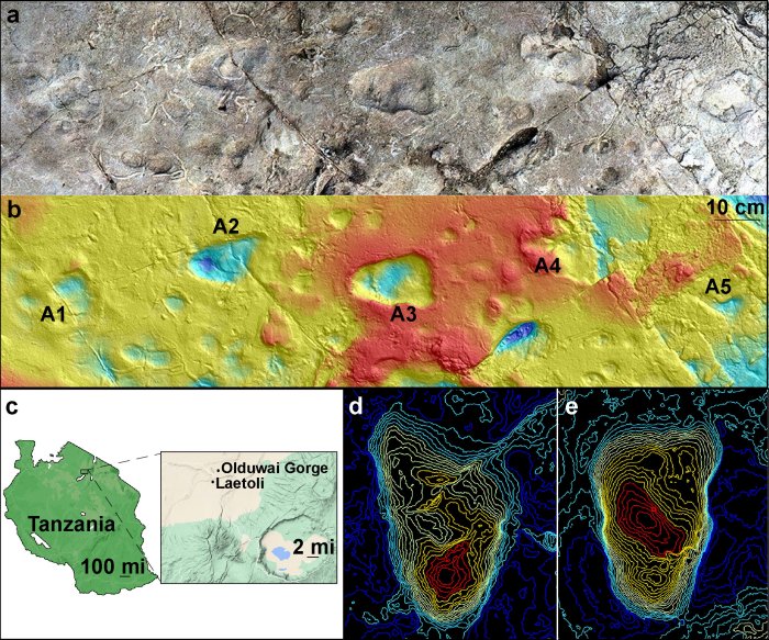 Model of Laetoli Site A using photogrammetry showing five hominin footprints (a); and corresponding contour map of the site at Laetoli, Tanzania, generated from a 3D surface scan (b); map showing Laetoli, which is located within the Ngorongoro Conservation Area in northern Tanzania, south of Olduvai Gorge (c); topographical maps of A2 footprint (d) and A3 footprint (e). Credit: Images (a) and (b) by Austin C. Hill and Catherine Miller. Image (c): Illustration using GoogleMaps by Ellison McNutt. Images (d) and (e) by Stephen Gaughan and James Adams.