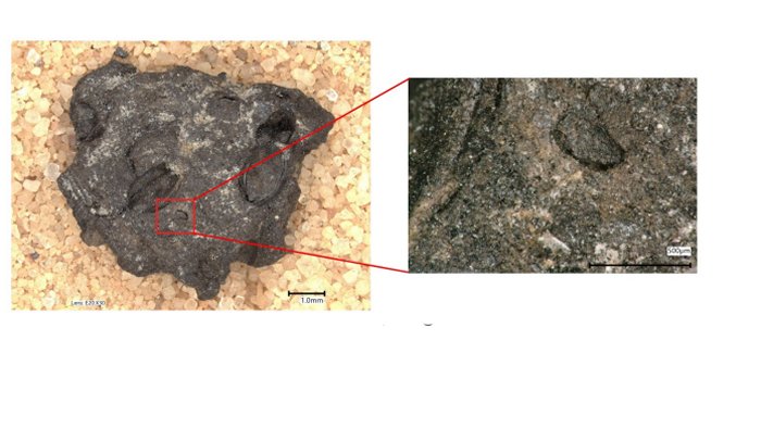 Millet bread and pulse dough from Early Iron Age South India