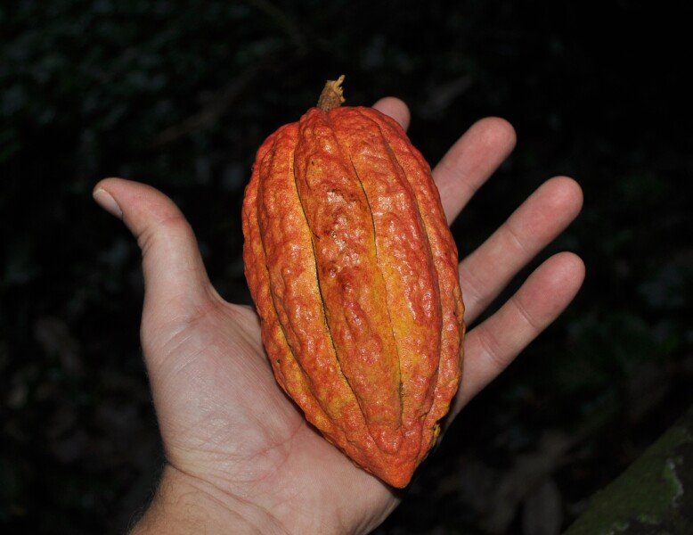 A cacao pod picked from a tree growing in the sinkhole "Dzadz Ion" at Coba, Yucatan, Mexico.