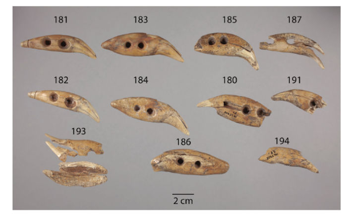 Remarkable Discovery Of Ancient Drilled Bear Teeth In Kansas – How Did They End Up On The On The Eastern Boundary Of The Great Plains?