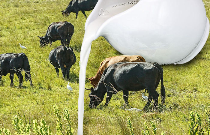 Famine And Disease Drove The Evolution Of Lactose Tolerance In Europe