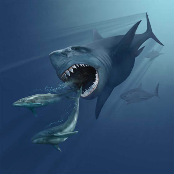 Young Boy Finds A Huge Tooth From A Prehistoric Shark In South Carolina