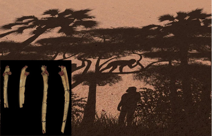 Early Humans Were Walking 7 Million Years Ago - Hominin Fossils Reveal