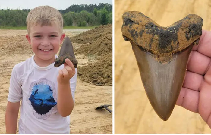 Young Boy Finds A Huge Tooth From A Prehistoric Shark In South Carolina