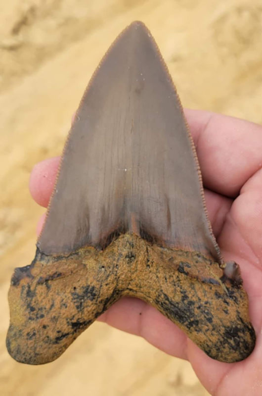 Young Boy Finds A Huge Tooth From A Prehistoric Shark In South Carolina
