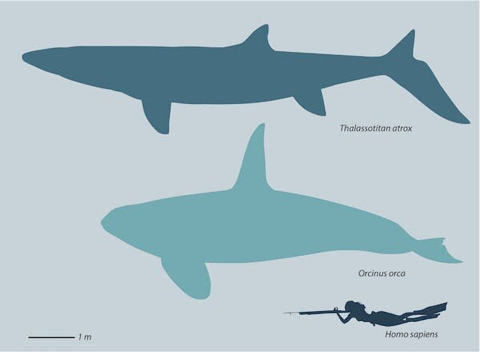 'Sea Monsters' Were Real Millions Of Years ago: New Fossils Tell About Their Rise And Fall