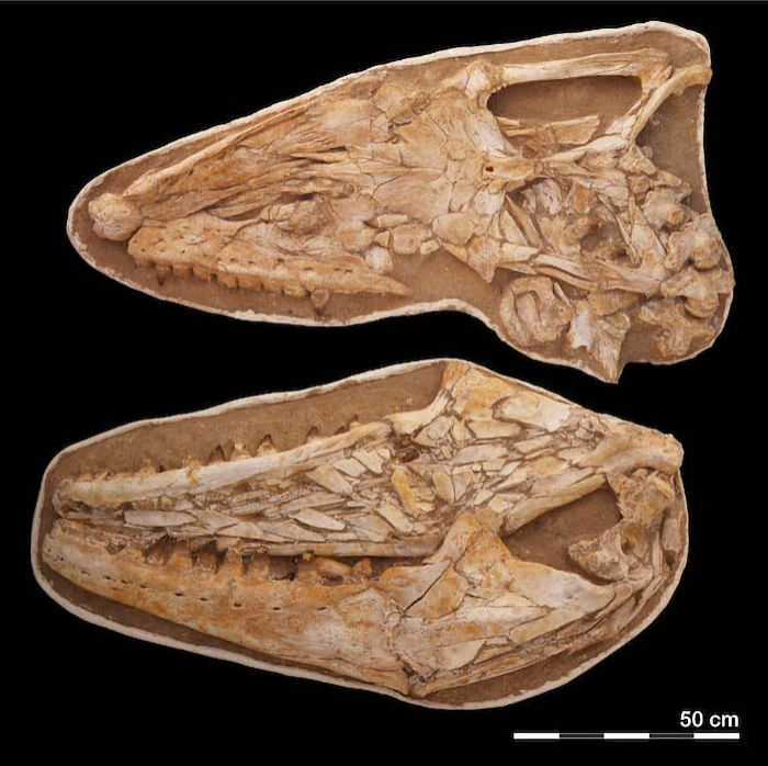 'Sea Monsters' Were Real Millions Of Years ago: New Fossils Tell About Their Rise And Fall