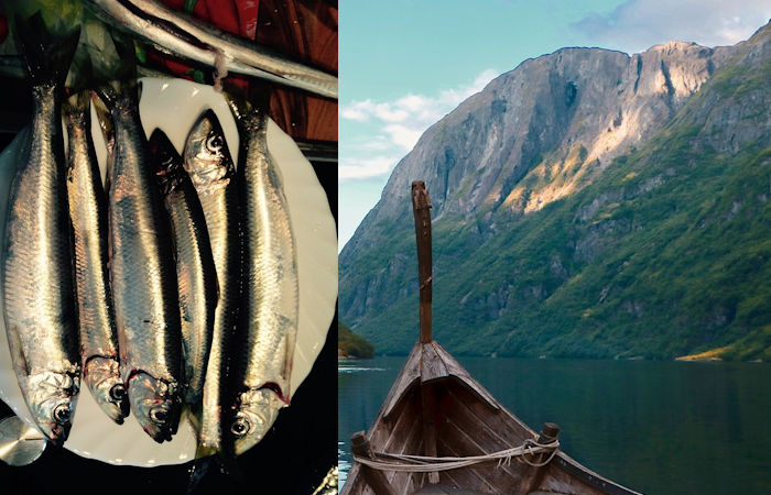 Ancient DNA Pushes Herring Trade Back To The Viking Age