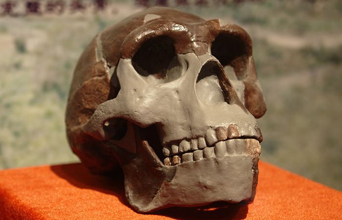 Sinuses Reveal More About The Evolution Of Ancient Humans