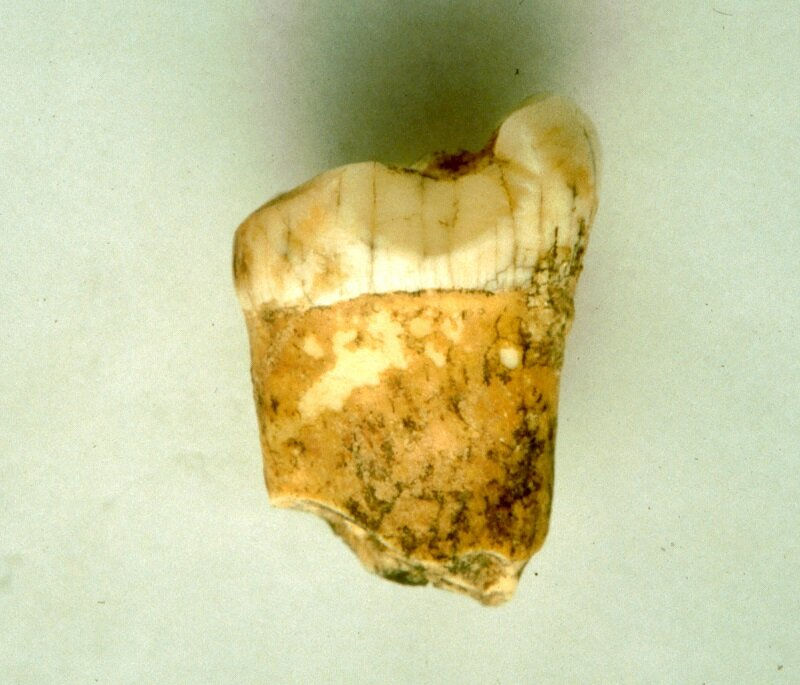 Neanderthals May Have Been Carnivores - New Study